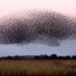 sermon: “Within the Web of Life”